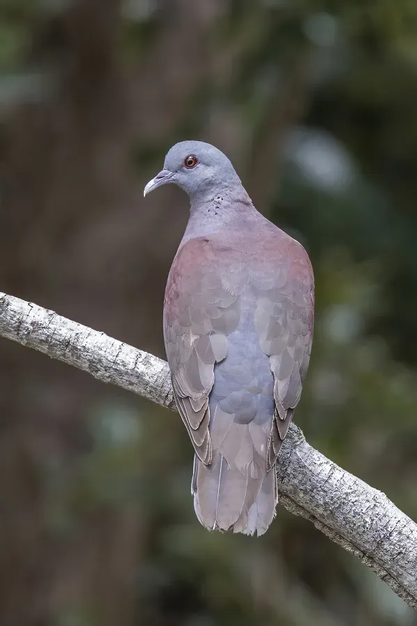 File:Malagasy turtle dove (Nesoenas picturatus) Mauritius.jpg