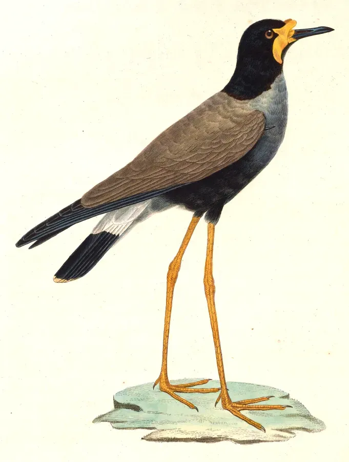 File:Vanellus macropterus.jpg