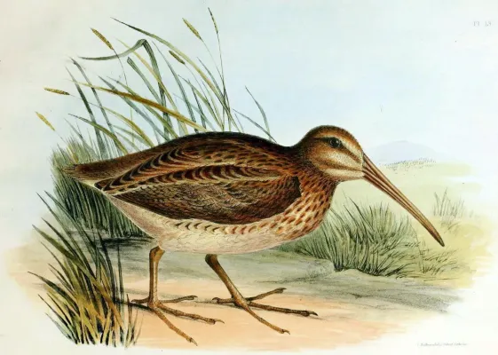 File:Coenocorypha barrierensis.jpg