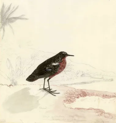 File:Prosobonia ellisi.jpg