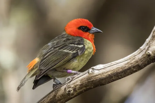 File:Mauritius fody (Foudia rubra) male.jpg