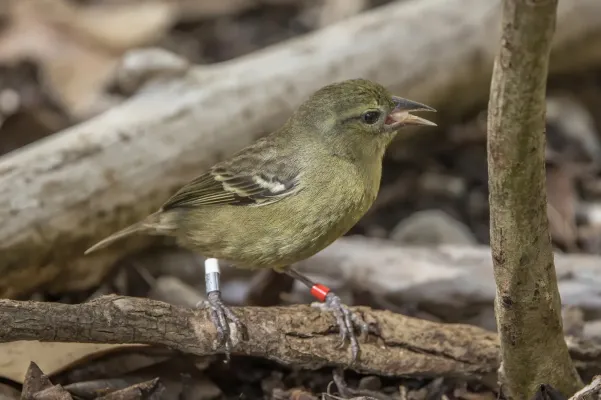 File:Mauritius fody (Foudia rubra) female.jpg