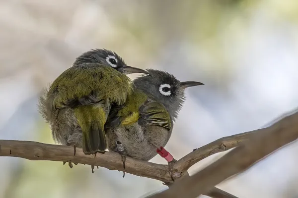 File:Mauritius olive white-eye (Zosterops chloronothos) pair.jpg