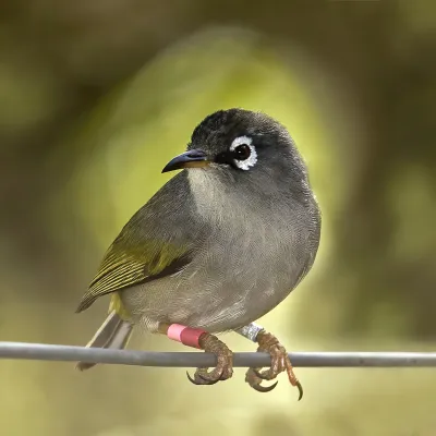 File:Mauritius olive white-eye (Zosterops chloronothos).jpg