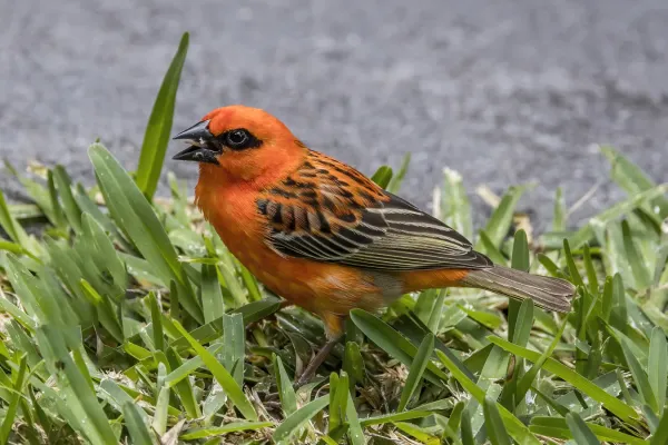 File:Red cardinal fody (Foudia madagascariensis) male Mauritius.jpg