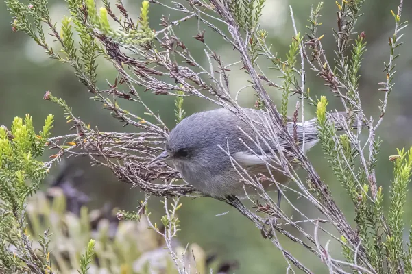 File:Réunion grey white-eye (Zosterops borbonicus).jpg