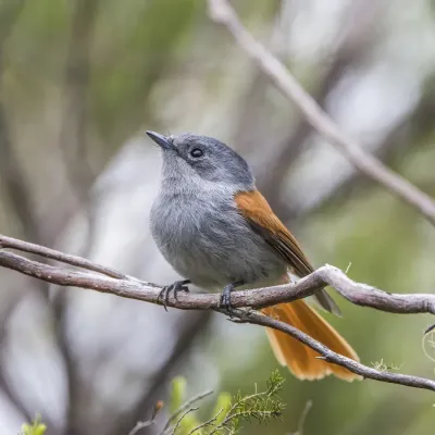File:Réunion paradise flycatcher (Terpsiphone bourbonnensis bourbonnensis) female.jpg