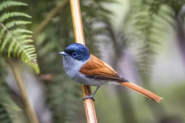 File:Réunion paradise flycatcher (Terpsiphone bourbonnensis bourbonnensis) male.jpg