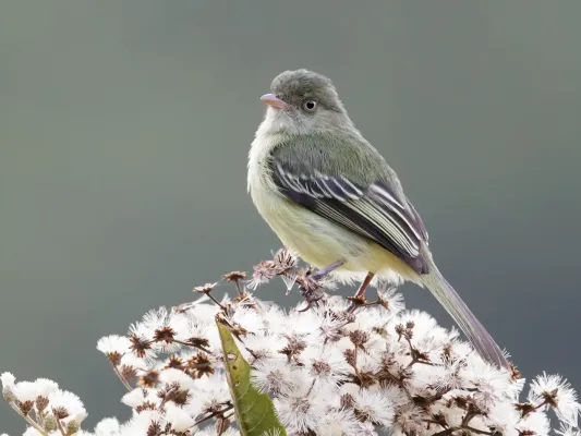 File:Zimmerius villarejoi - Mishana Tyrannulet (cropped).jpg
