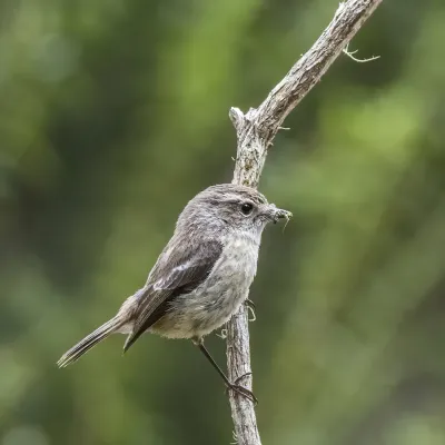 File:Réunion stonechat (Saxicola tectes) female.jpg