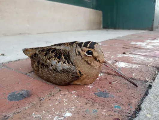 File:Scolopax minor 247063657.jpg