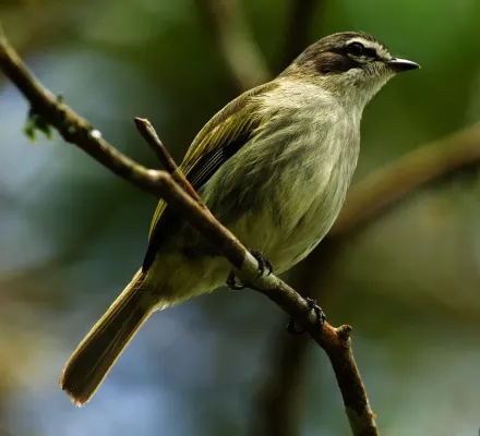 File:Zimmerius petersi Venezuelan Tyrannulet; Carabobo, Venezuela.jpg