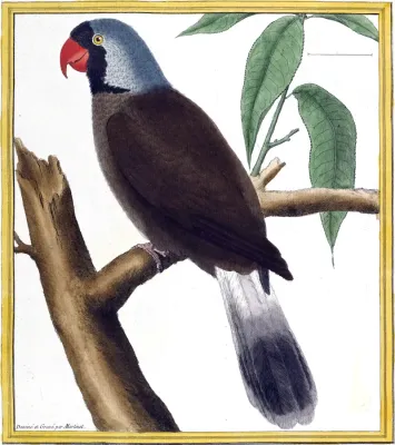 File:Mascarinus.jpg