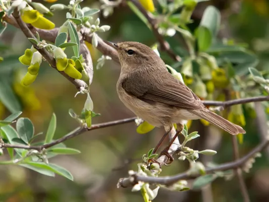 File:Phylloscopus canariensis -Drago, Gran Canaria, Canary Islands, Spain-8 (1).jpg