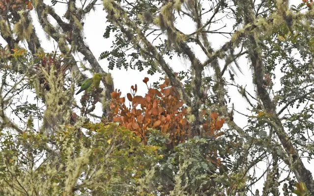 File:Hapalopsittaca fuertesi 233310815.jpg