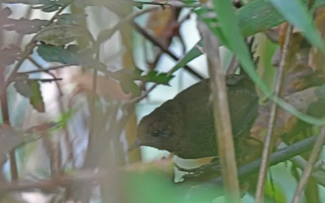 File:Scytalopus stilesi 238327764.jpg