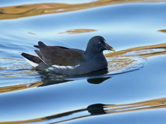 File:Common Gallinule (Gallinula galeata) RWD2.jpg