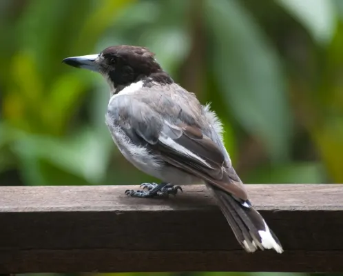 File:Cracticus torquatus -Rosalie, Queensland, Australia-8.jpg