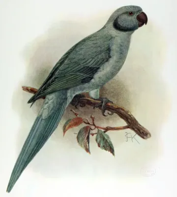 File:Psittacula exsul (extinct) by J.G. Keulemans.jpg