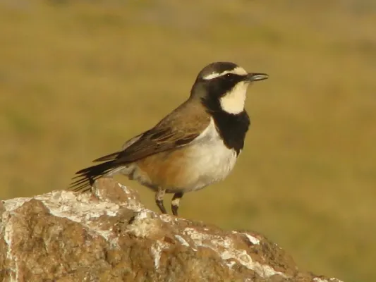 File:Oenanthe pileata ssp. pileata.jpg
