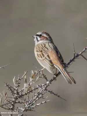 File:Meadow Bunting (Emberiza cioides) (52582768326).jpg