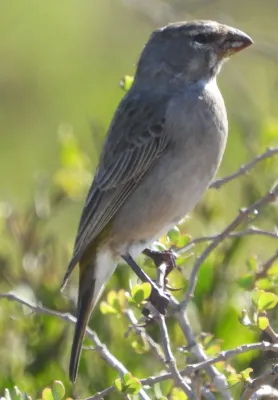 File:Crithagra albogularis ssp. albogularis.jpg