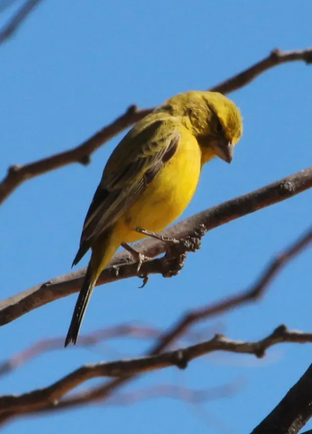 File:Crithagra flaviventris ssp. damarensis.jpg