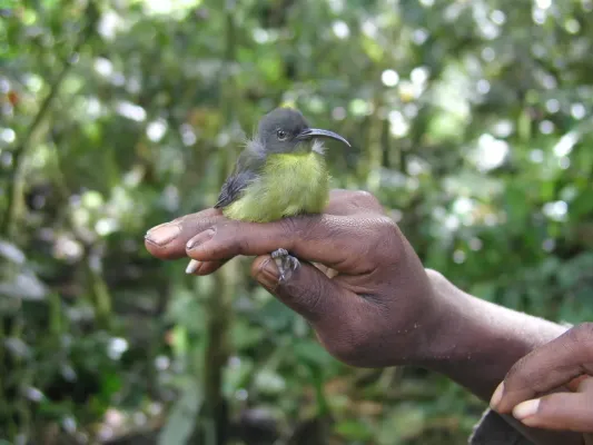 File:Toxorhamphus poliopterus 82240426.jpg