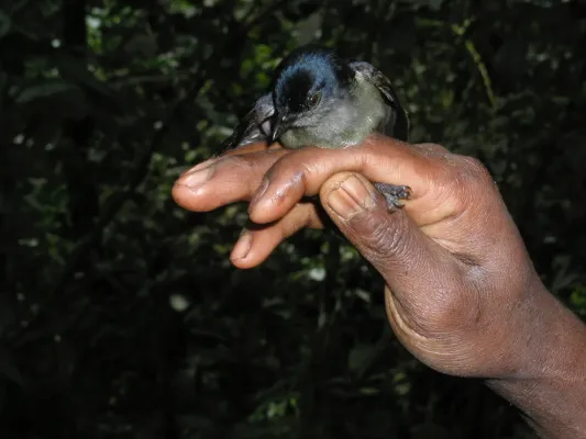 File:Melanocharis nigra 82239760.jpg