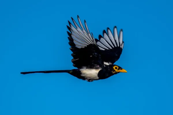 File:Pica nuttalli 225630039.jpg