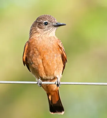 File:Hirundinea ferruginea -Piraju, Sao Paulo, Brasil-8 (1).jpg