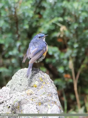 File:Himalayan Bluetail (Tarsiger rufilatus) (52570726051).jpg
