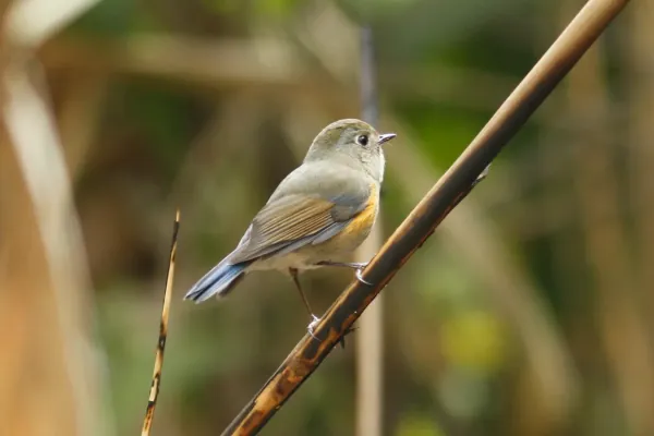 File:Tarsiger rufilatus 3662025.jpg