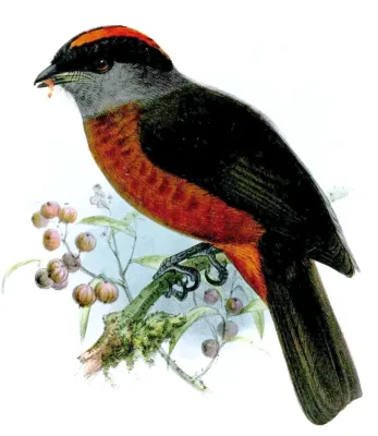 File:Doliornis sclateri.jpg