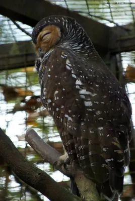 File:Spotted Wood-owl (Strix seloputo).jpg