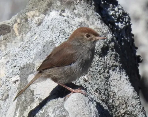 File:Cisticola fulvicapilla ssp. silberbauer, crop.jpg