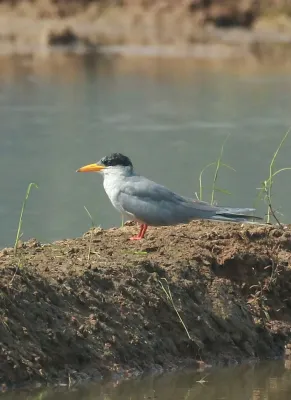 File:River tern (Sterna aurantia) in wetland.jpg