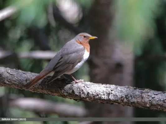 File:Red-throated Thrush (Turdus ruficollis) (52589813964).jpg