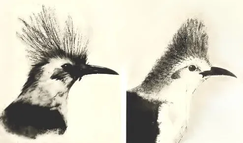 File:Fregilupus varius.jpg
