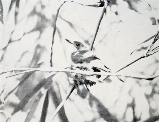 File:Myiagra freycineti.jpg