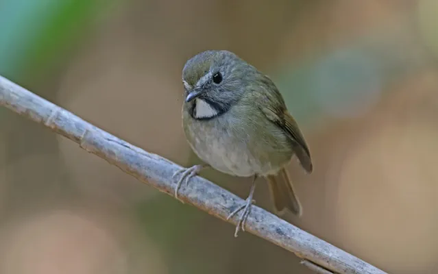 File:Anthipes monileger 104703372.jpg