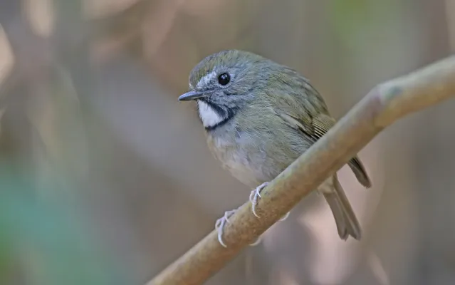 File:Anthipes monileger 104703350.jpg