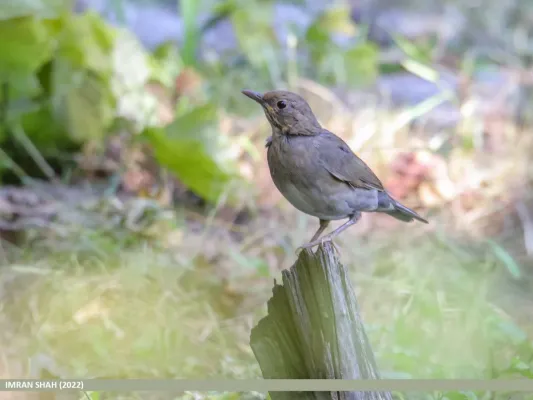 File:Tickell's Thrush (Turdus unicolor) (52591618786).jpg