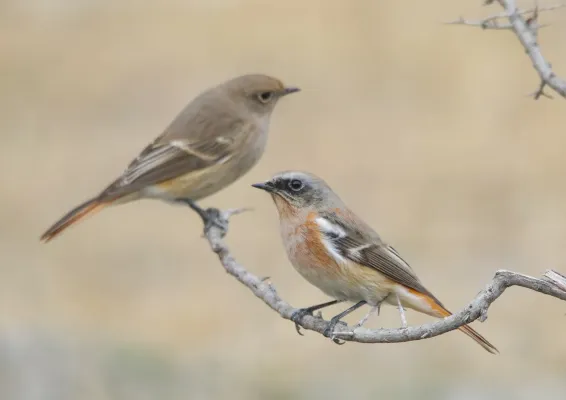 File:Rufous-backed Redstart (Phoenicurus erythronotus) (52593029282).jpg