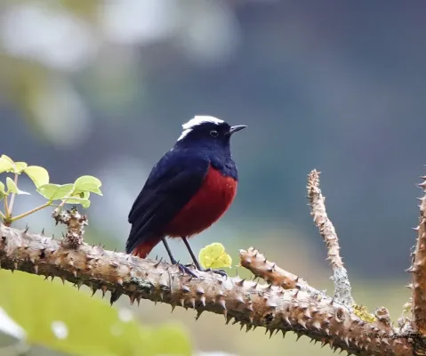 File:Phoenicurus leucocephalus 175581502.jpg
