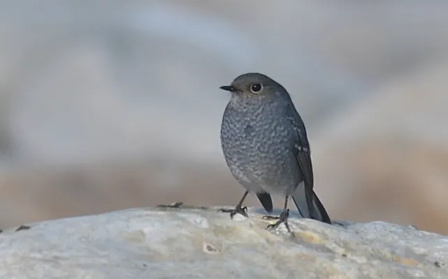 File:Phoenicurus fuliginosus 215138287.jpg