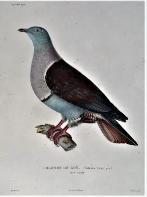 File:Ducula zoeae.jpg
