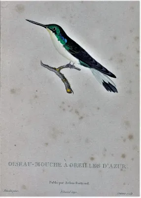 File:Heliothryx auritus Bévalet.jpg