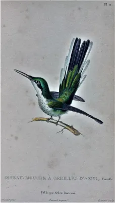 File:Heliothryx auritus (Female).jpg