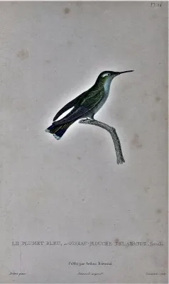 File:Stephanoxis lalandi female.jpg